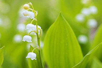 日本横滨举行同18米巨型高达玩猜拳比赛游戏